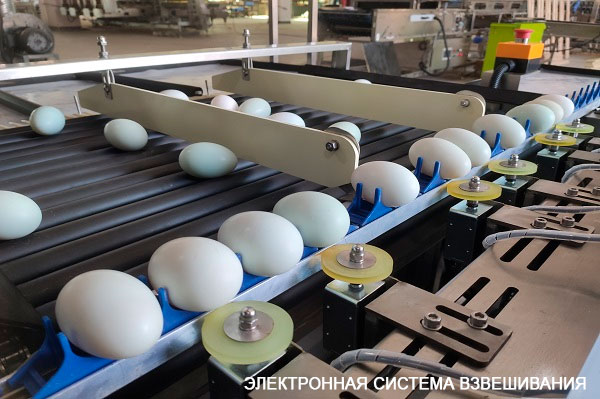 Машина для сортировки яиц (Электронная система сортировки) | модель: 104B. Производительность: 10000 яиц в час.