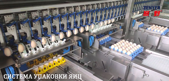 Машина для сортировки и автоматической и ручной упаковки яиц | модель: 107. Производительность: 20000-25000 яиц в час.
