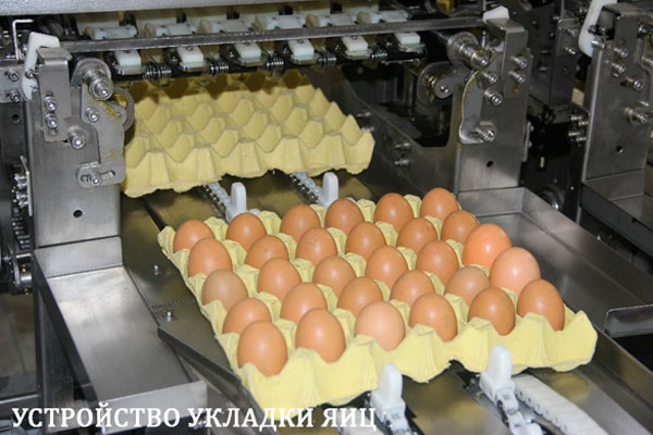 Машина для сортировки и автоматической и ручной упаковки яиц | модель: 109. Производительность: 27000-30000 яиц в час.